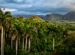 Met een palmblad in de hand ‘op stap’ naar Cuba