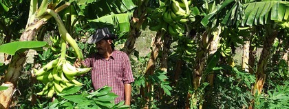 De boer tussen de bananenbomen op de finca